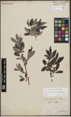 Foto von Salix appendiculata Vill. x Salix eleagnos Scop.